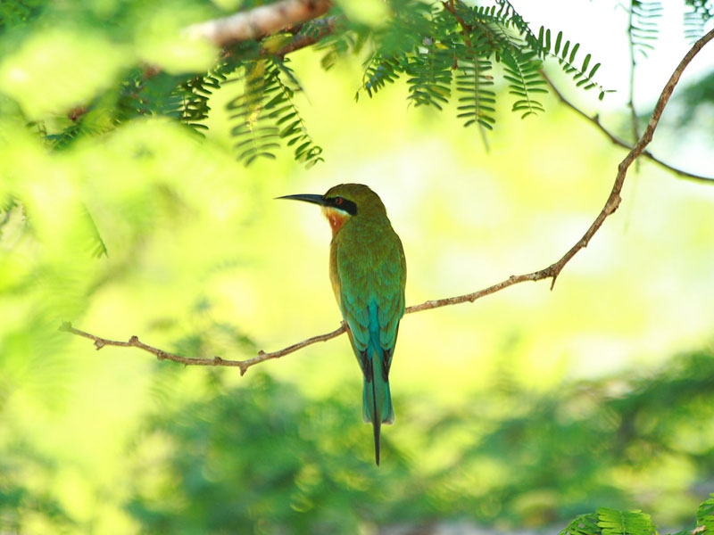 Best things to do in Bundala