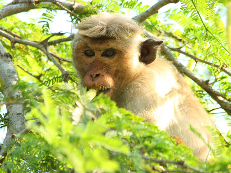 Best things to do in Bundala