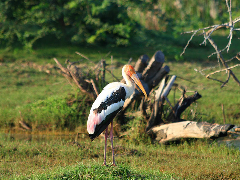 Best things to do in Bundala