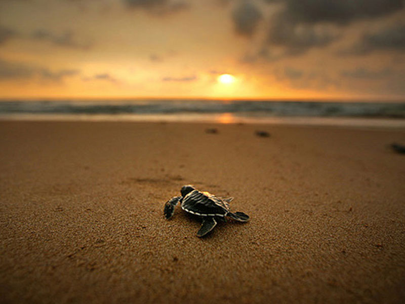 Best things to do in Kosgoda