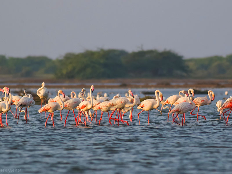 Best things to do in Mannar