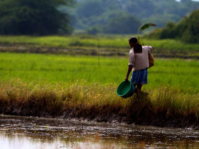 Best things to do in Mannar
