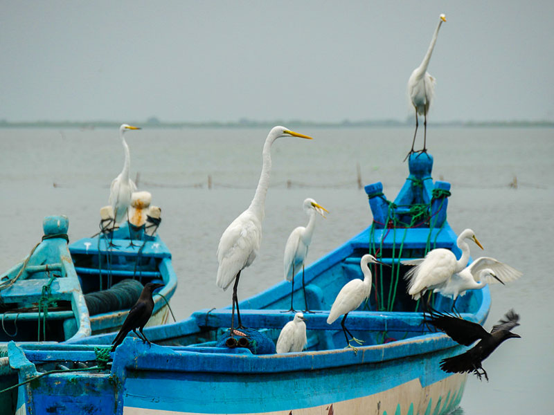 Best things to do in Mannar