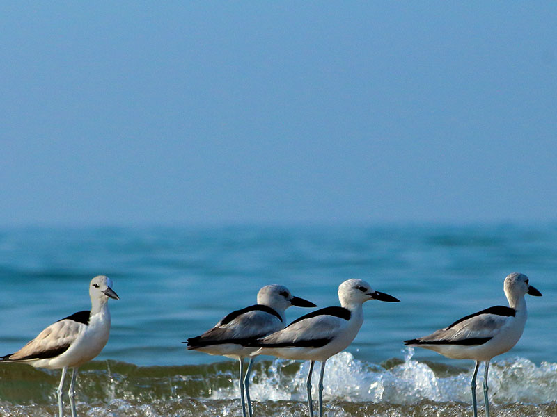 Best things to do in Mannar
