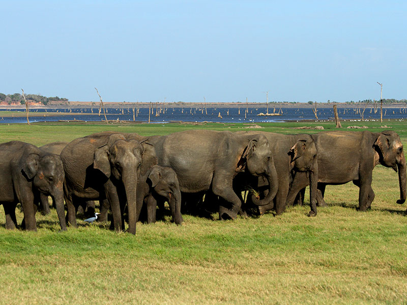 Best things to do in Minneriya National Park