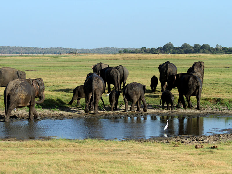 Best things to do in Minneriya National Park