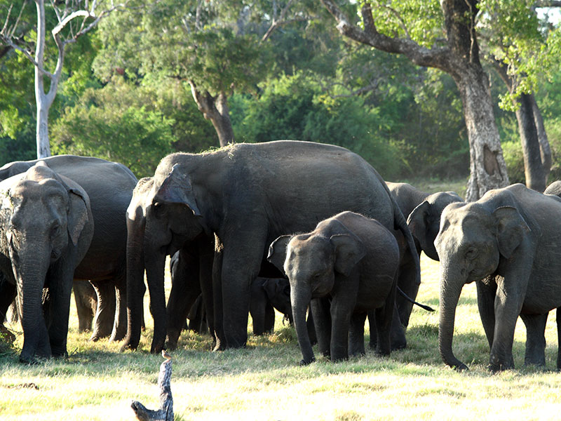 Best things to do in Minneriya National Park