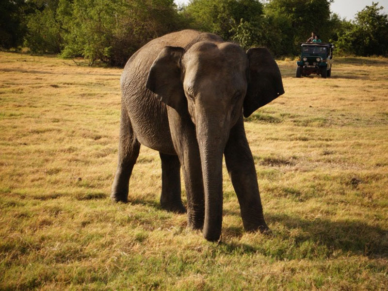 Best things to do in Minneriya National Park
