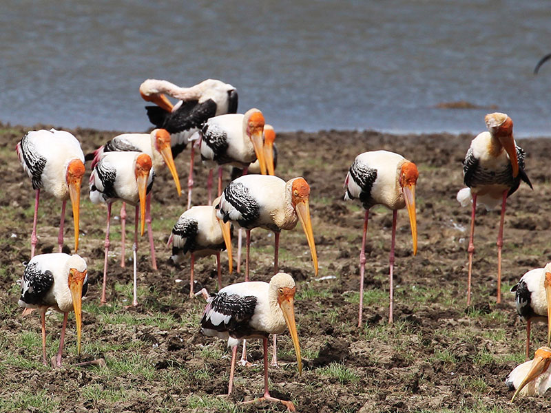 Best things to do in Minneriya National Park
