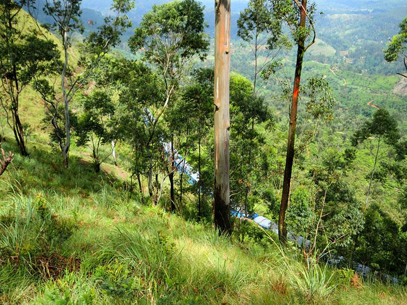Best things to do in Ohiya