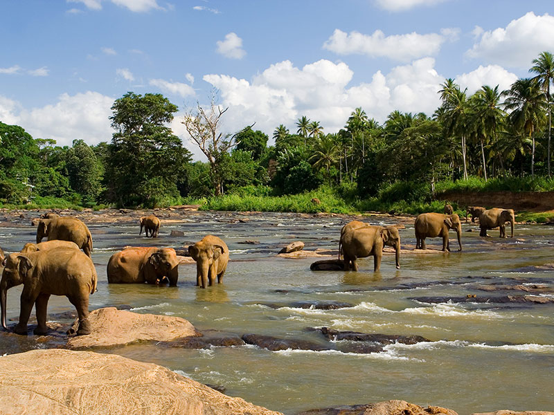 Best things to do in Pinnawala
