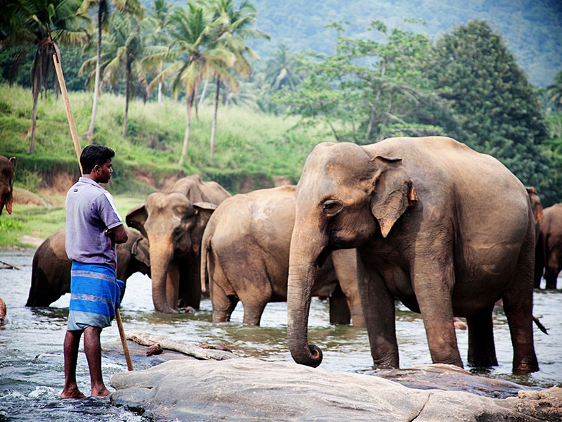 Best things to do in Pinnawala