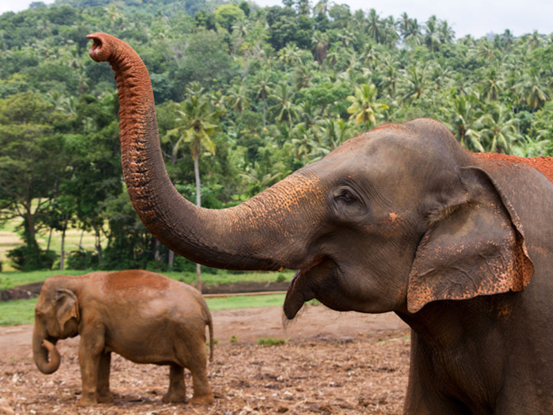 Best things to do in Pinnawala