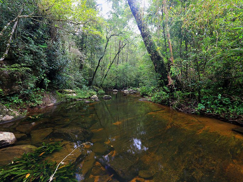Best things to do in Sinharaja Rain Forest