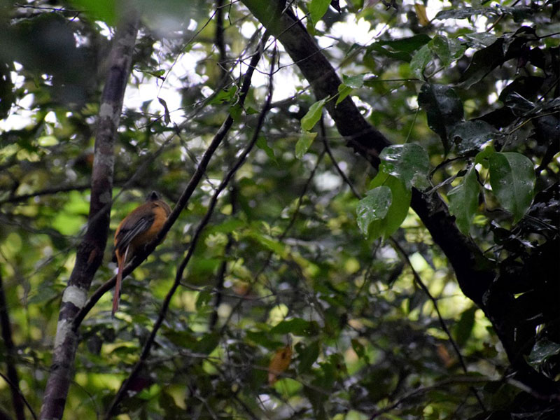 Best things to do in Sinharaja Rain Forest