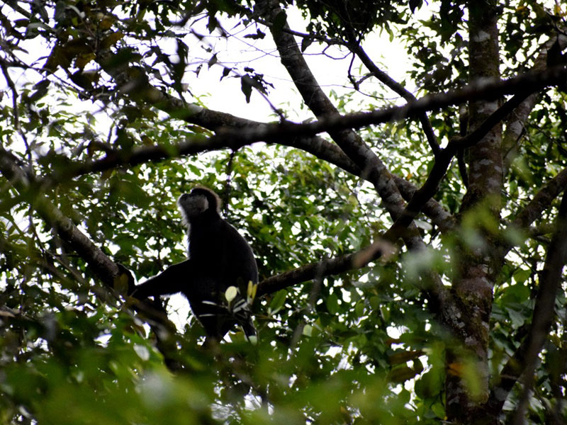 Best things to do in Sinharaja Rain Forest