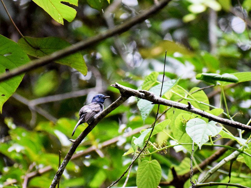 Best things to do in Sinharaja Rain Forest