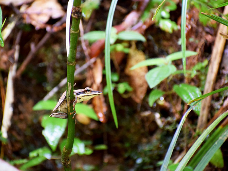 Best things to do in Sinharaja Rain Forest