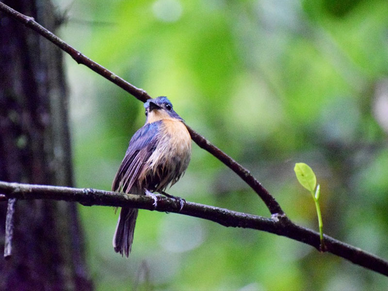 Best things to do in Sinharaja Rain Forest