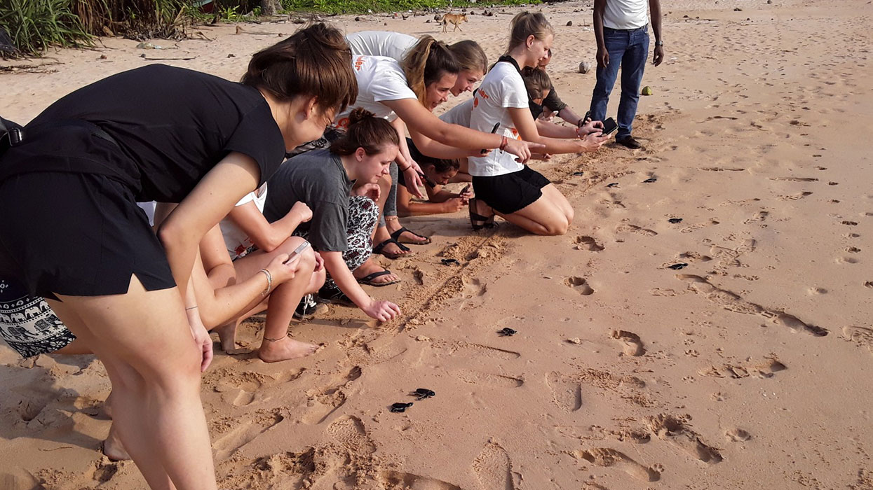 Turtle study and conservation experience
