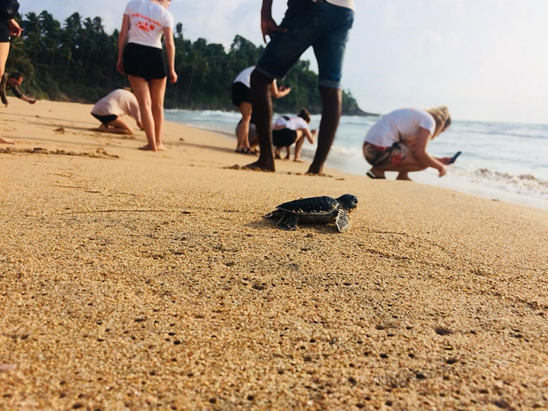 Turtle study and conservation experience