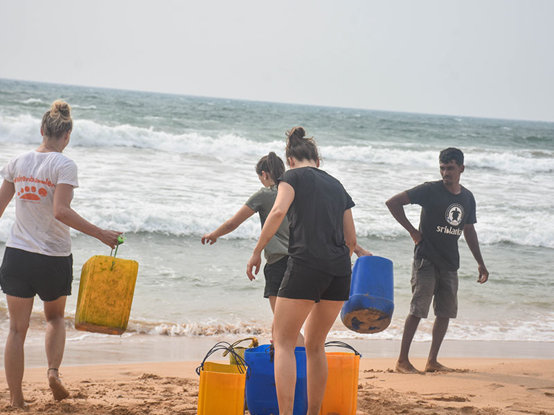 Turtle study and conservation experience