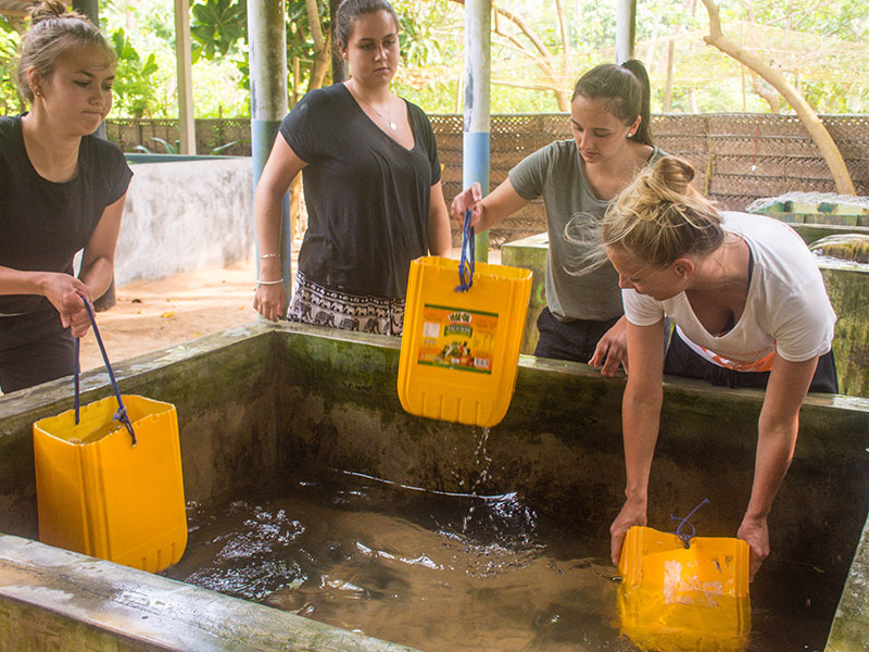 Turtle study and conservation experience