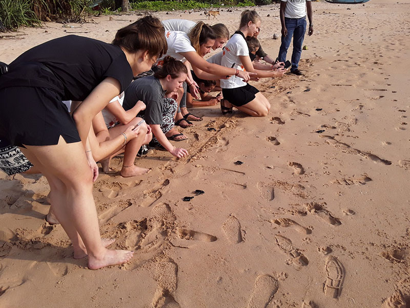 Turtle study and conservation experience