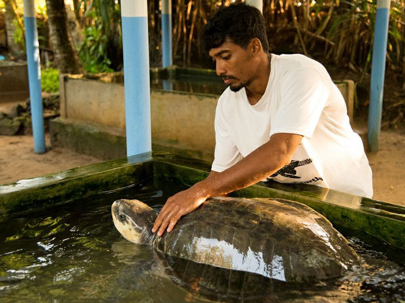 Turtle study and conservation experience