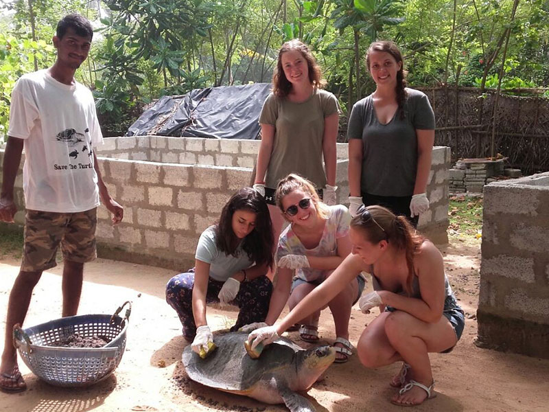 Turtle study and conservation experience