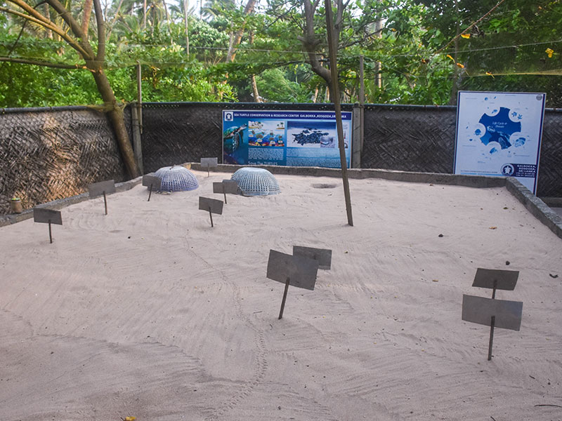 Turtle study and conservation experience