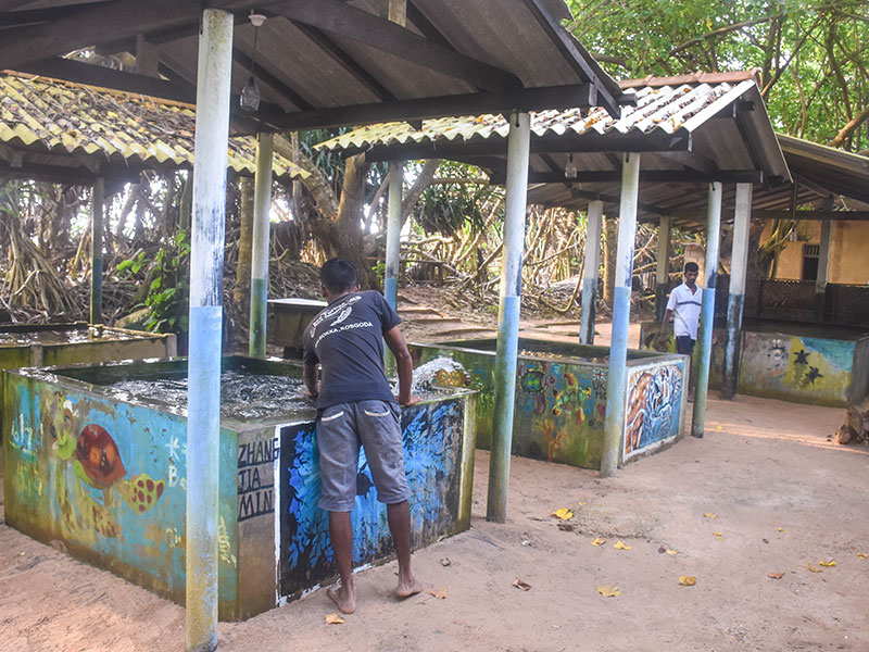Turtle study and conservation experience