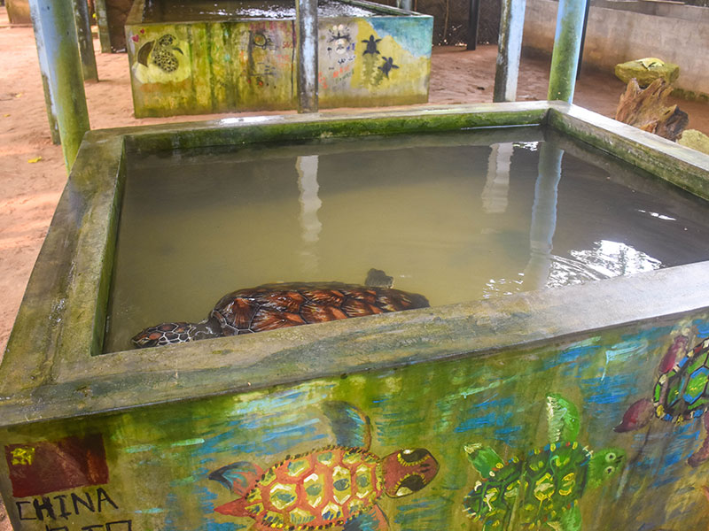 Turtle study and conservation experience