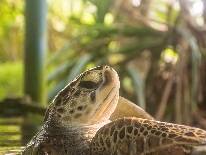 Turtle study and conservation experience