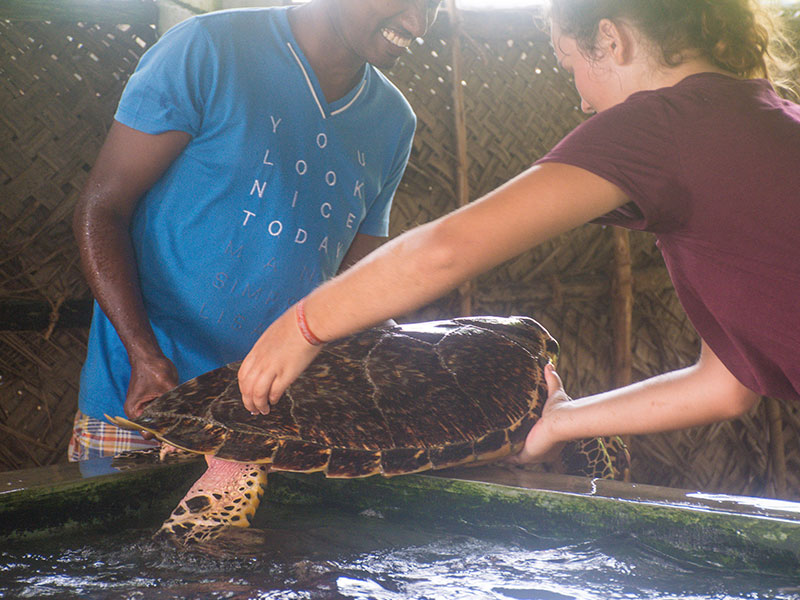 Turtle study and conservation experience